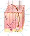 3D True Fractional™ Laser  Sellas1550 Sellas  3D變頻飛梭雷射